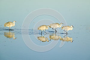 Sandhill cranes walk on lake at sunrise at the Bosque del Apache National Wildlife Refuge, near San Antonio and Socorro, New