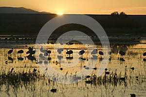 Sandhill cranes walk on lake at sunrise at the Bosque del Apache National Wildlife Refuge, near San Antonio and Socorro, New photo