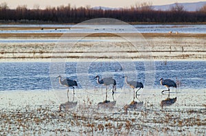 Sandhill cranes walk on lake at sunrise at the Bosque del Apache National Wildlife Refuge, near San Antonio and Socorro, New photo