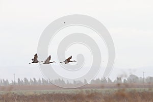 Sandhill cranes in Woodbridge California