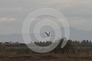 Sandhill cranes in Woodbridge California