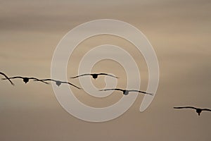 Sandhill cranes in Woodbridge California