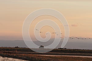 Sandhill cranes in Woodbridge California