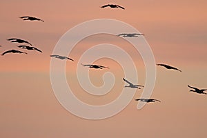 Sandhill cranes in Woodbridge California