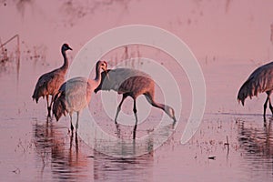 Sandhill cranes in Woodbridge California