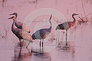 Sandhill cranes in Woodbridge California