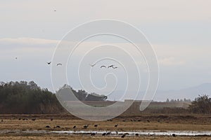 Sandhill cranes in Woodbridge California