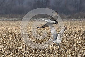 Sandhill Pair - Sandhill Cranes Take Off