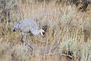 Sandhillcrane