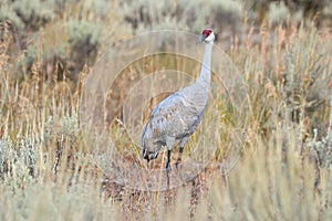 Sandhillcrane