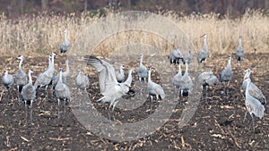 Sandhills dance in the Farm