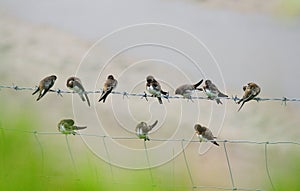 Sandmartins, preening (Riparia riparia)