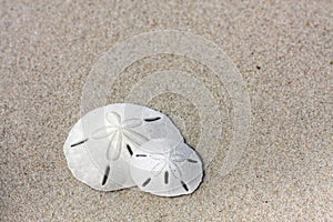 Sandollars on the Beach