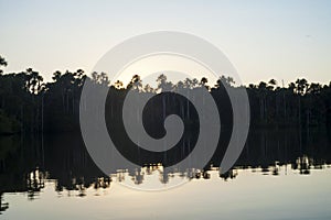 Sandoval lake with beautiful Mauritian palm trees reflecting on the calm waters of the lake,rain clear and clean forest