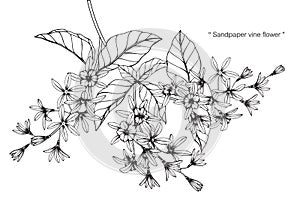 Sandpaper vine flower drawing and sketch.