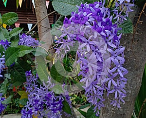Sandpaper Vine Flowers Scientific name: Petrea Volubilis Purple Flowers in Natural Light