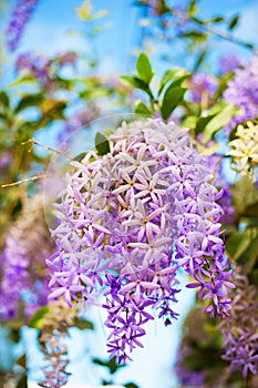 Sandpaper vine or Queen`s wreath plant over nature background