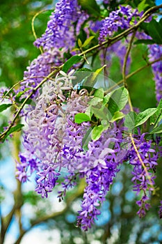 Sandpaper vine or Queen`s wreath plant over nature background