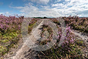 Flowering heathlands in the Netherlands