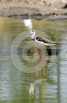 Sandpiper photo