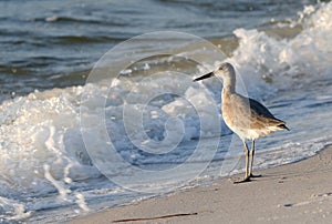 Sandpiper photo