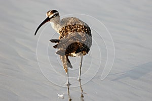 Sandpiper