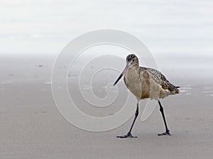 Sandpiper photo