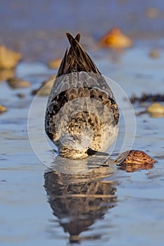 Sandpiper Peacefully Bathing On The Beach photo