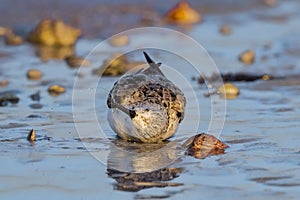 Sandpiper Bathing and Splashing