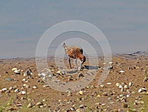 Sandpiper on the beach