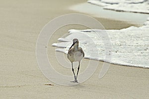 Sandpiper on the beach