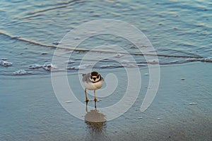 Sandpiper on the beach shoreline in the evening