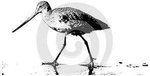 Sandpiper on the beach vector illustration photo