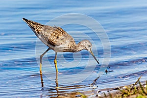 Sandpiper on Beach in Venice Florida