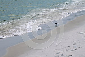 Sandpiper on beach watching for food in wave of water