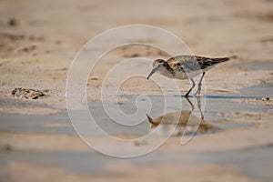 Sandpiper bird in Las Coloradas in Mexico photo