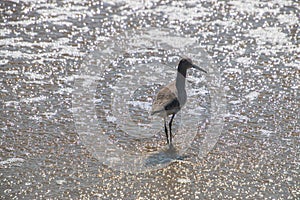 Sandpiper bird walking away in shallow water of the ocean on a beach.