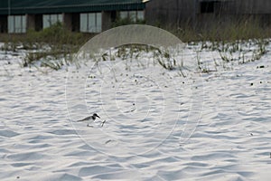 Sandpiper bird walking on white sandy beach