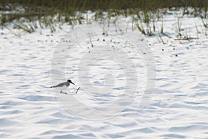 Sandpiper bird walking on white sandy beach