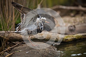 Sandpiper bird on the water