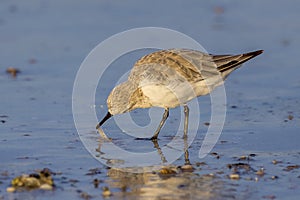 Sandpiper Catching Food