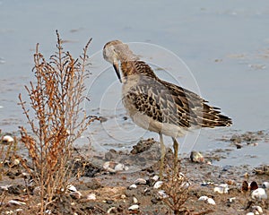 Sandpiper cleaning oneself