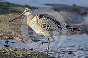 Sandpiper closeup at sunset