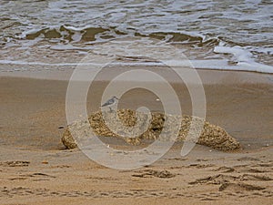 Sandpiper on a Coquina Rock on the Seashore