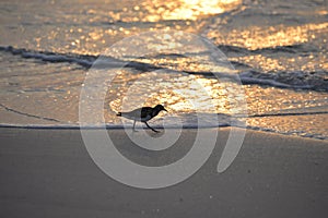 The sandpiper dances along the shoreline looking for a food item on an Amelia Island Beach