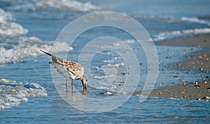 Sandpiper Eating at the Beach