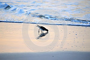 The sandpiper finds food just under the sand along the Amelia Island shoreline
