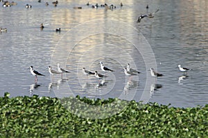 Sandpiper flock