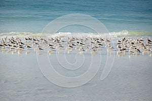 Sandpiper flock at a winter Siesta Key beach in Florida photo