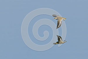 Sandpiper Flying over Water to Catch Prey